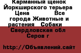 Карманный щенок Йоркширского терьера › Цена ­ 30 000 - Все города Животные и растения » Собаки   . Свердловская обл.,Серов г.